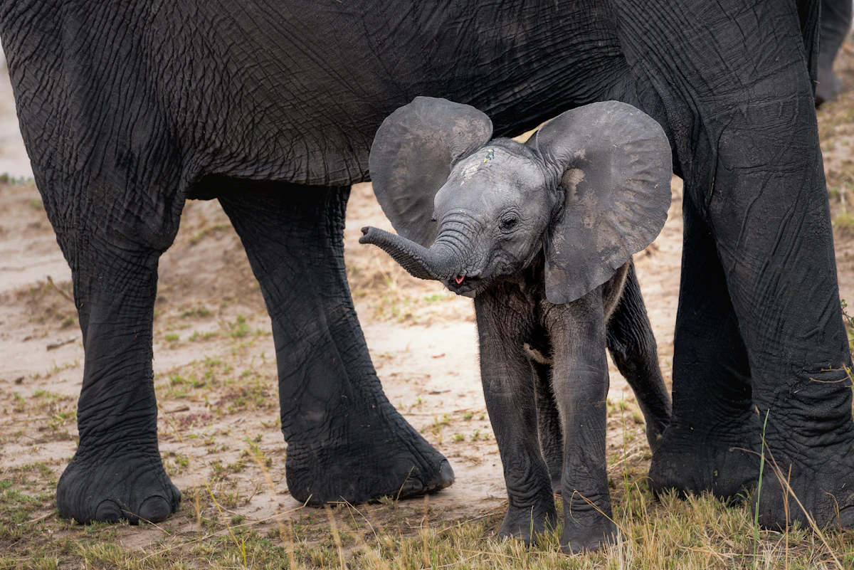 An elephant calf standing close to an adult elephant, like the orphans you can see at the Sheldrick nursery