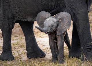 gray elephant with calf standing on ground at daytime