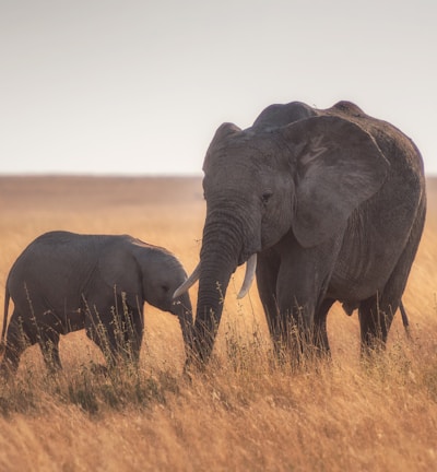 elephants standing on dried grass