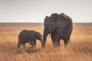 elephants standing on dried grass