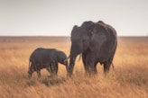 elephants standing on dried grass