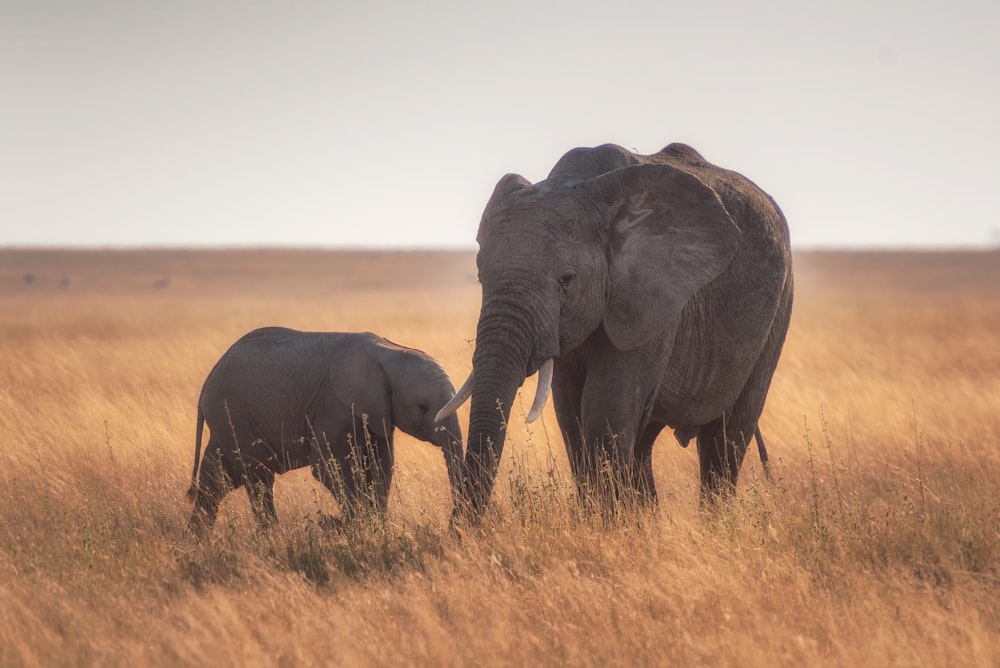 Elefantes parados sobre hierba seca
