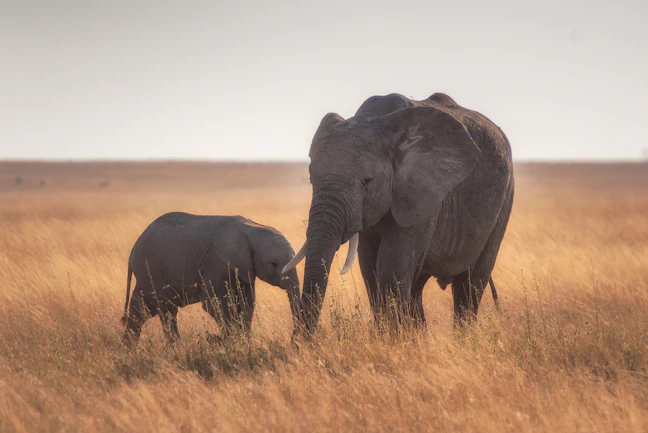 7-Day Family Friendly Tanzania Itinerary | Safari & Coast