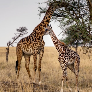 two giraffes