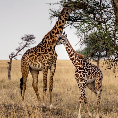 two giraffes