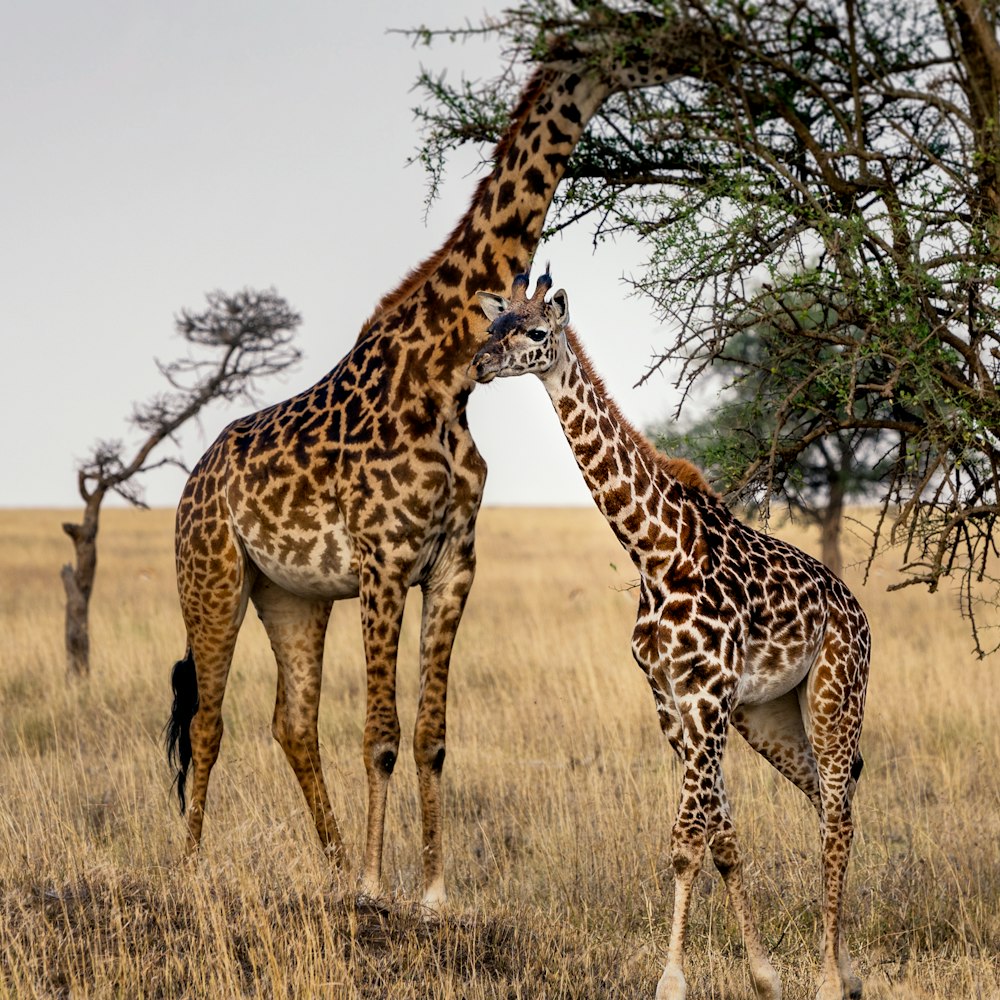 two giraffes