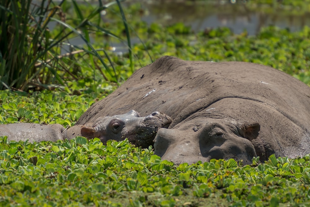 Dos hipopótamos marrones en un estanque