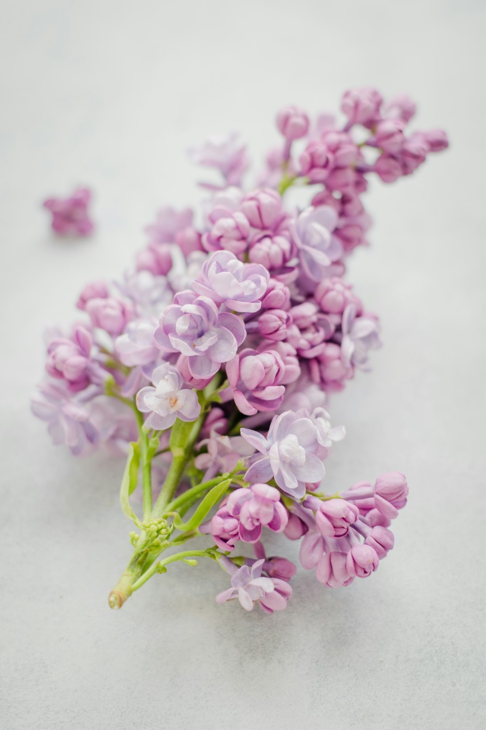 Flor de pétalos de racimo rosado sobre superficie gris