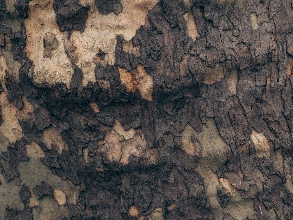 tronco de árbol marrón