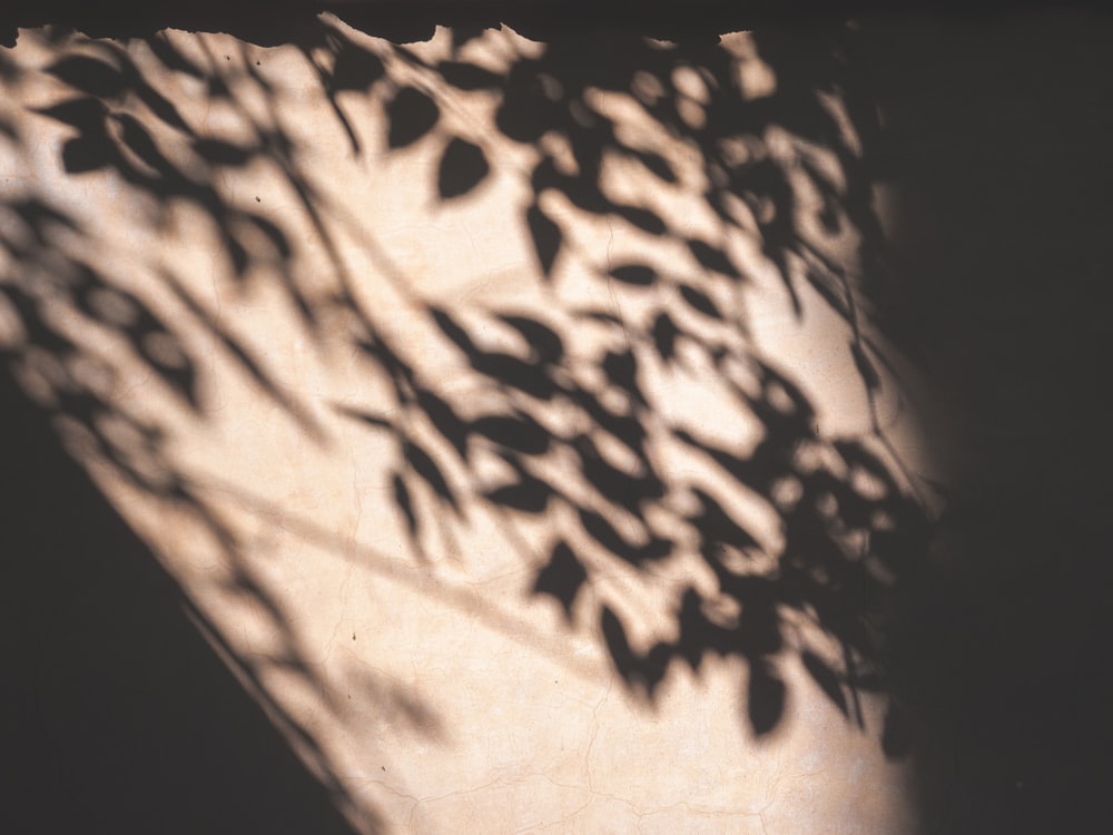 L’ombre d’un arbre sur un mur