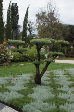 A well-manicured garden featuring a uniquely pruned tree surrounded by various plants and greenery. The tree has an umbrella-like shape with branches forming flat, horizontal layers of foliage. In the background, tall cypress trees and other dense vegetation are visible, set against a cloudy sky.
