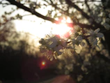 Sunlight filtering through delicate flower petals in a serene garden.