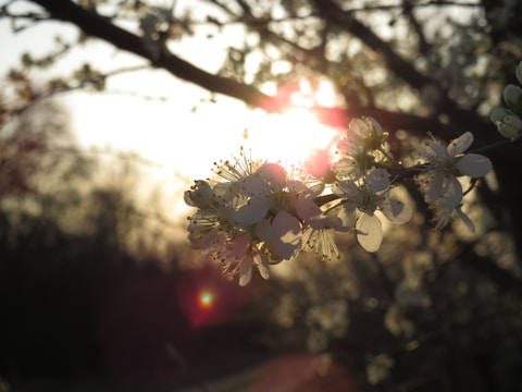 Sunlight filtering through white blossoms creating a serene atmosphere.