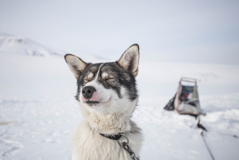 Cão branco e preto com coleira sentado no campo de neve durante o dia