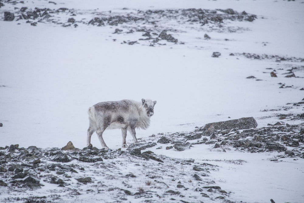 gray 4-legged animal on snow