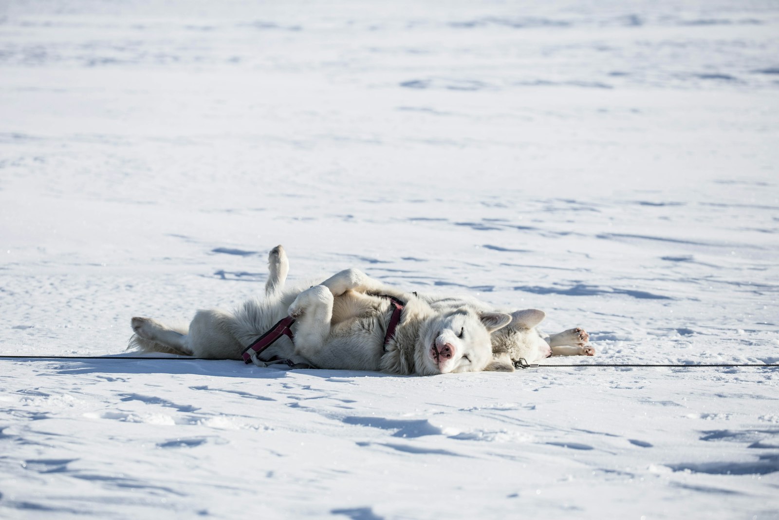 Canon EF 70-300mm F4-5.6L IS USM sample photo. Two white dogs lying photography