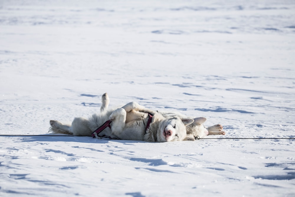 dois cães brancos deitados no chão coberto de neve
