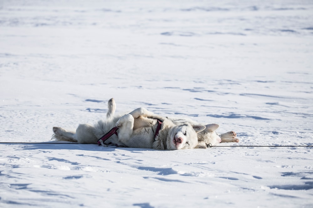 two white dogs lying on snow covered ground