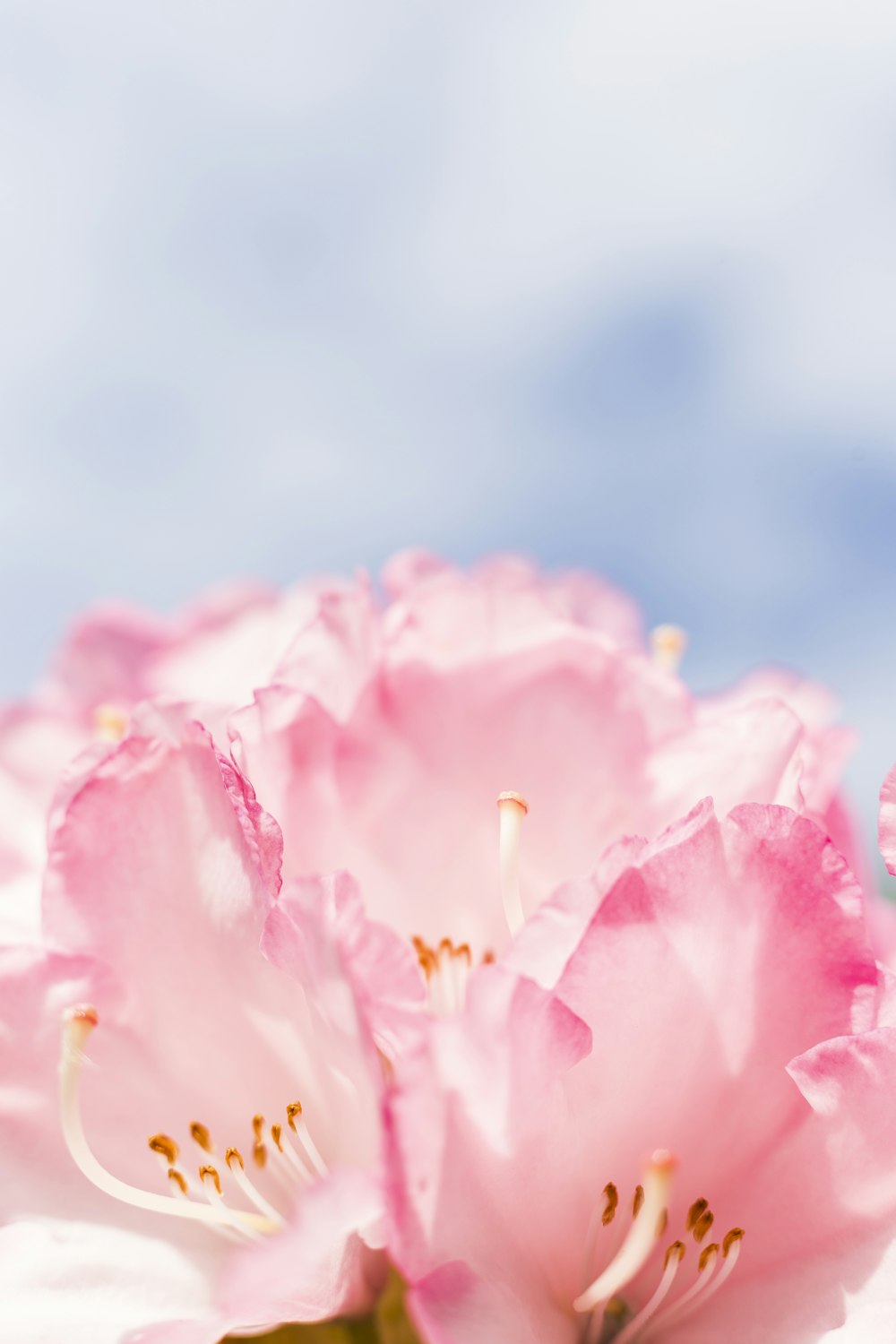 500+ Pink Flowers Pictures [HD]  Download Free Images on Unsplash