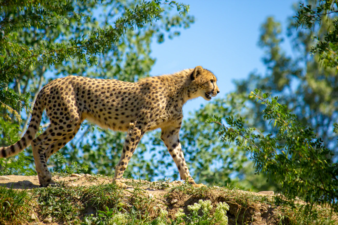 A cheetah walking over a large rock outcrop