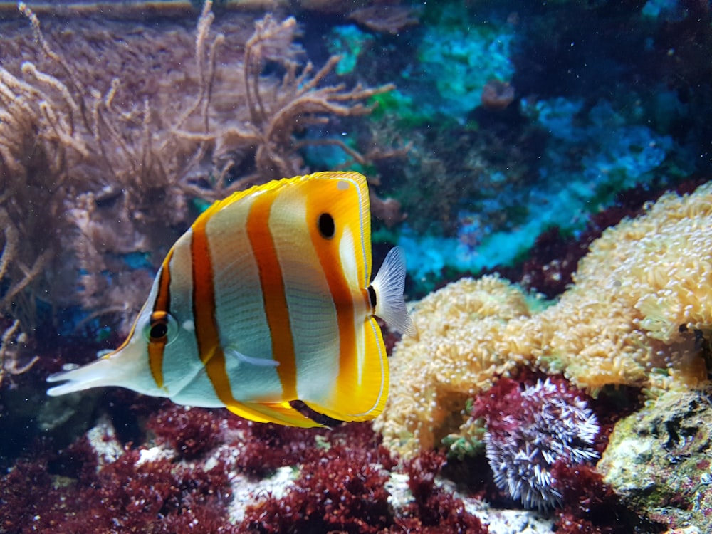 Fotografia subaquática de peixes amarelos e brancos