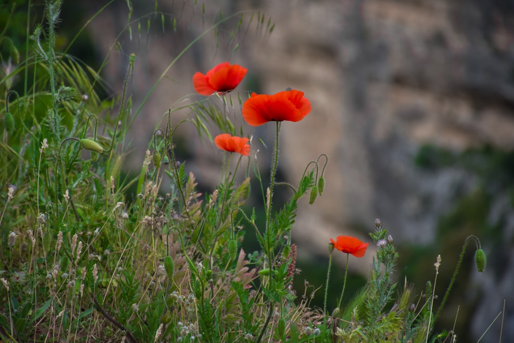 shallow focus photography of red flowers