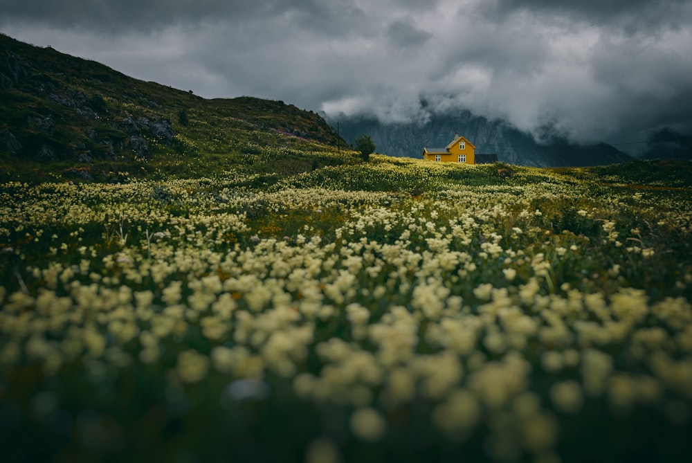 white flower fields under cloudy sky