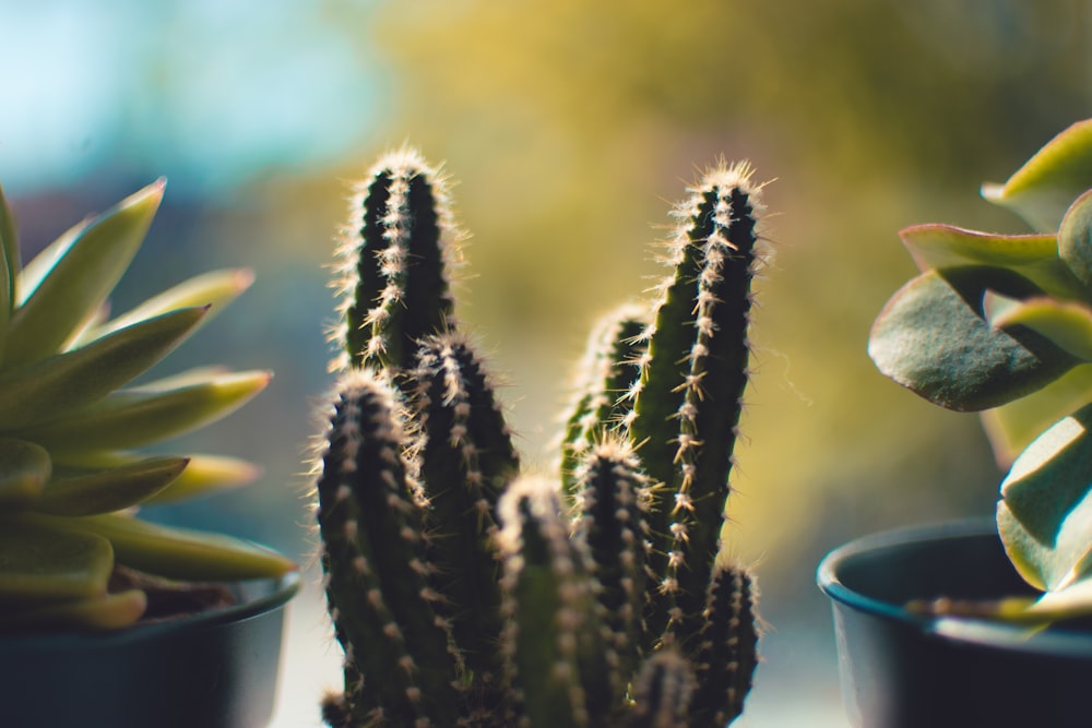 selective-focus photography of green cacti