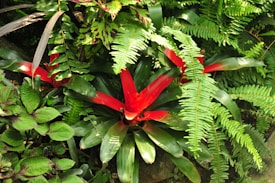 A vibrant display of lush tropical foliage featuring green ferns and a striking red bromeliad plant at the center. The leaves are glossy, with the bromeliad providing a bright contrast against the various shades of green.