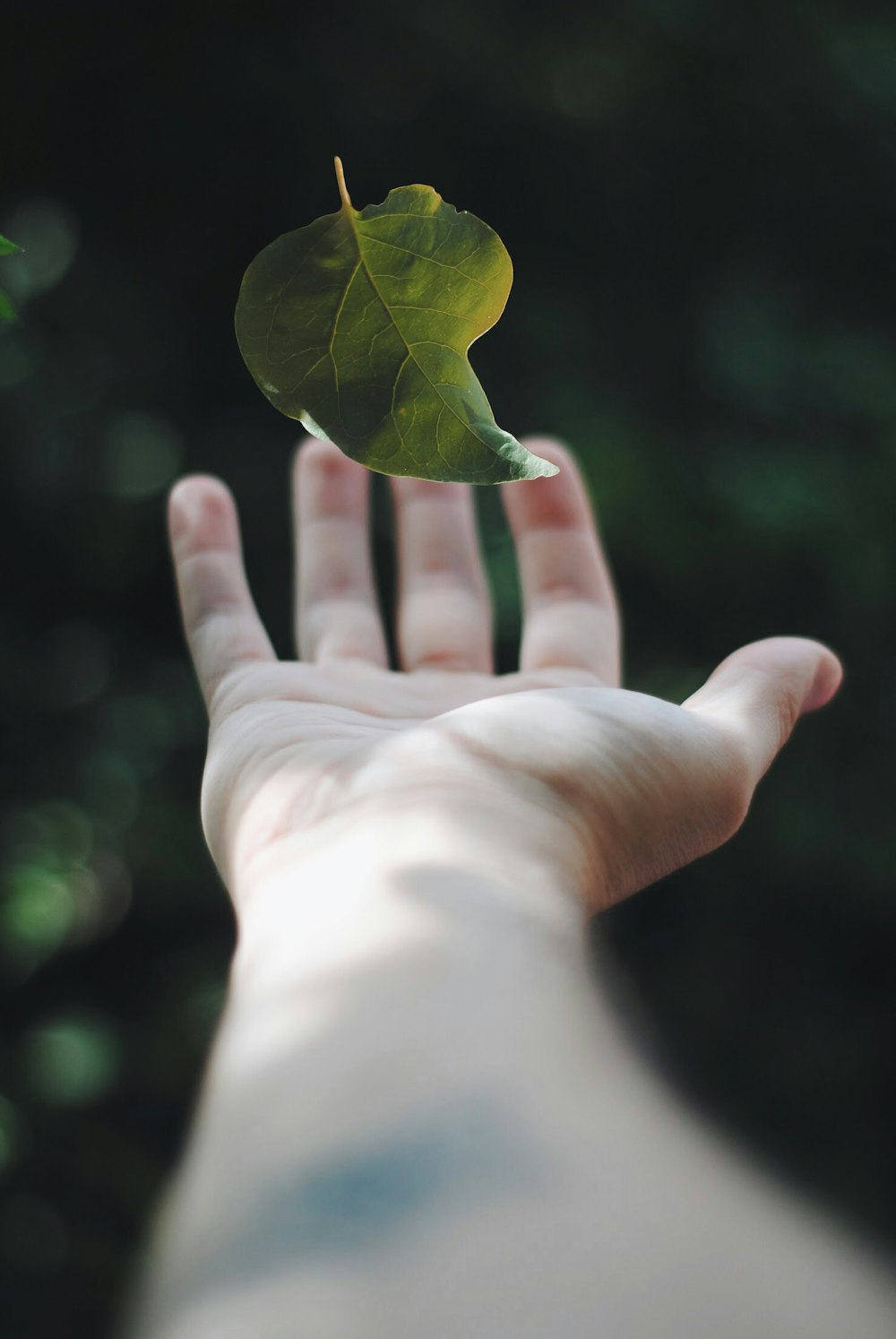 shallow focus photography of green leaf