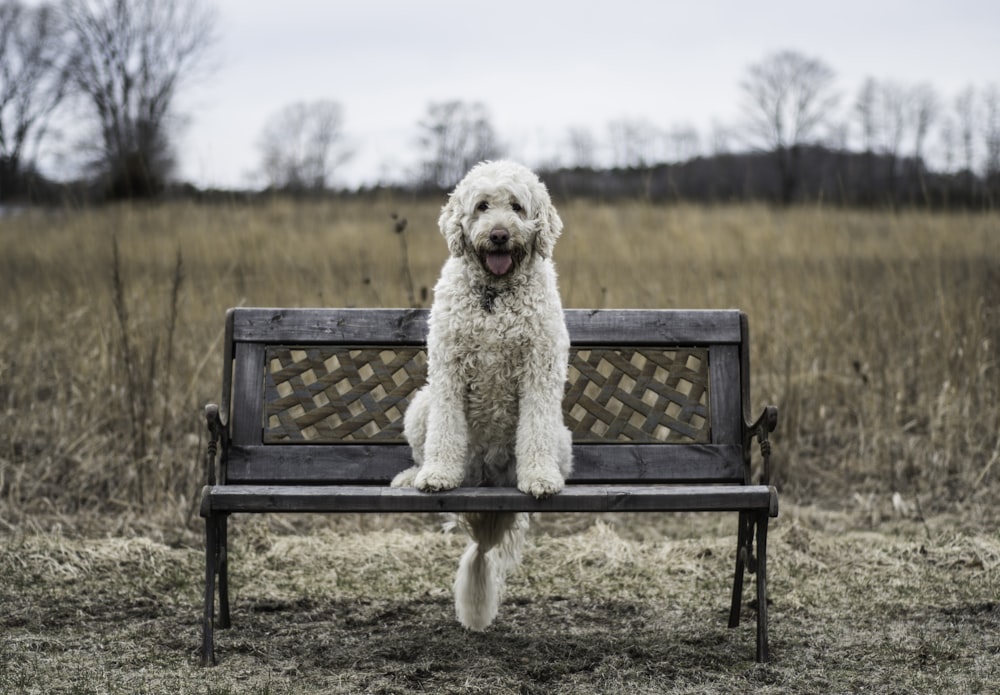 weißer Labradoodle sitzt tagsüber auf brauner Holzbank