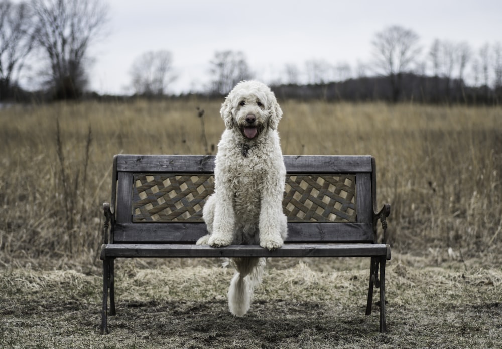 white Labradoodle sitting on brown wooden bench during daytime
