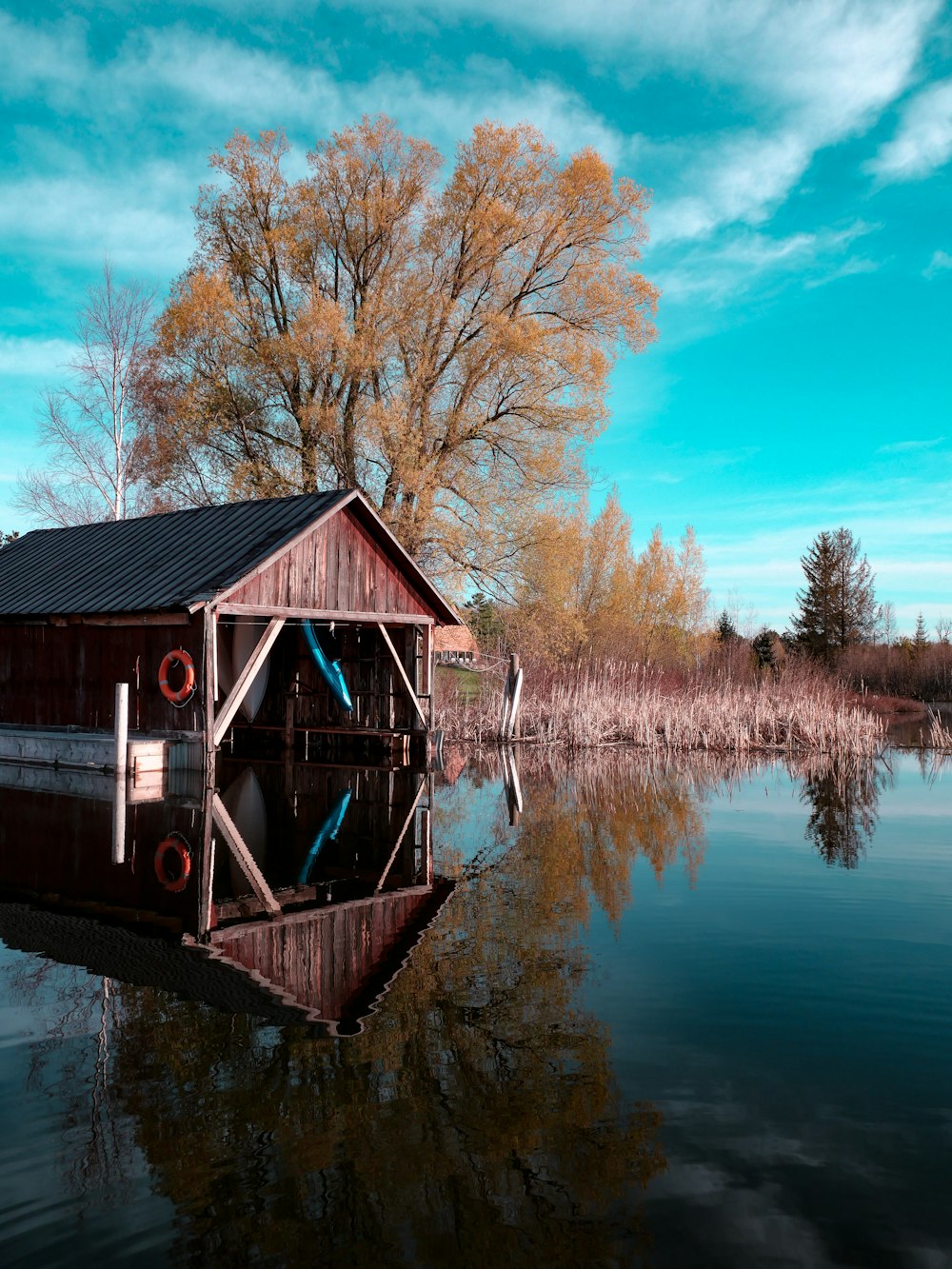 brown wooden dock near green leafed tree