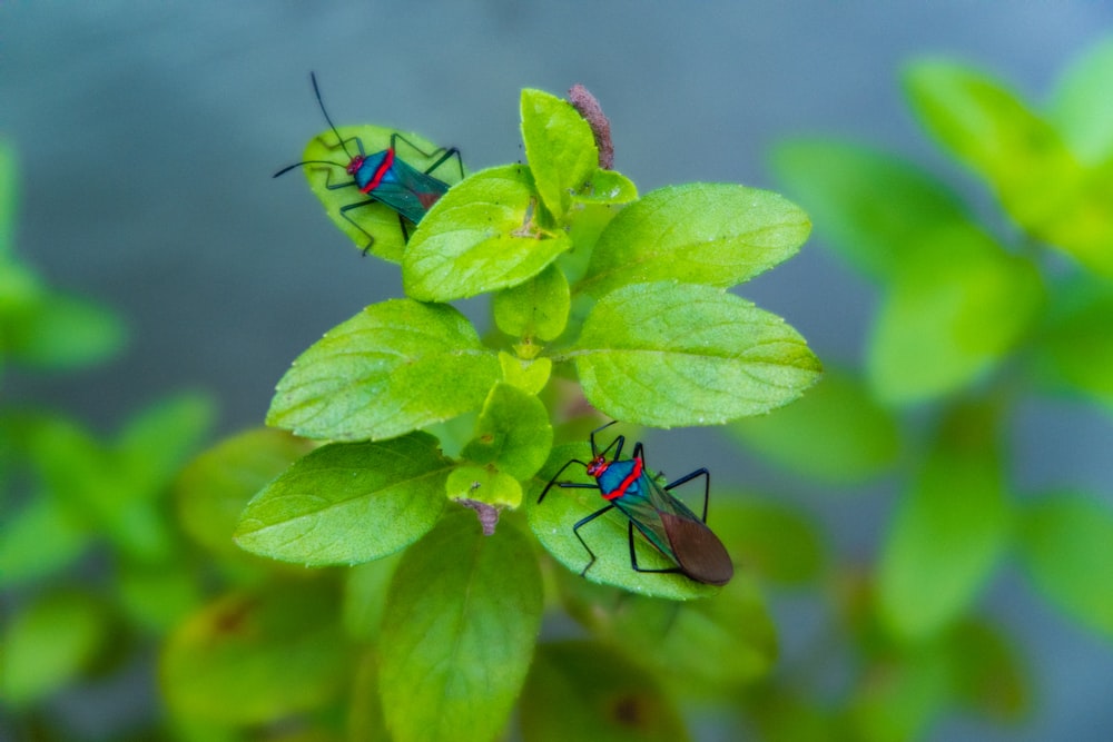 two green-brown-and-blue insects perching on green leaves in focus photography