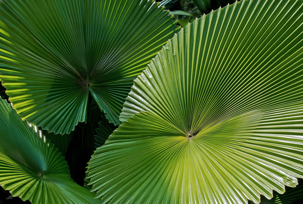 Plantas verdes de hoja de abanico