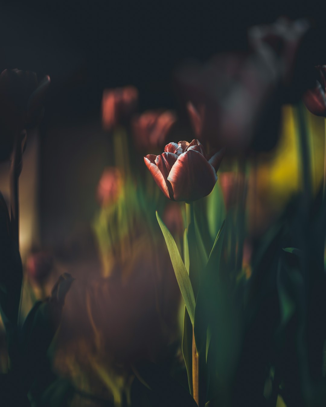 shallow focus photography of red rose