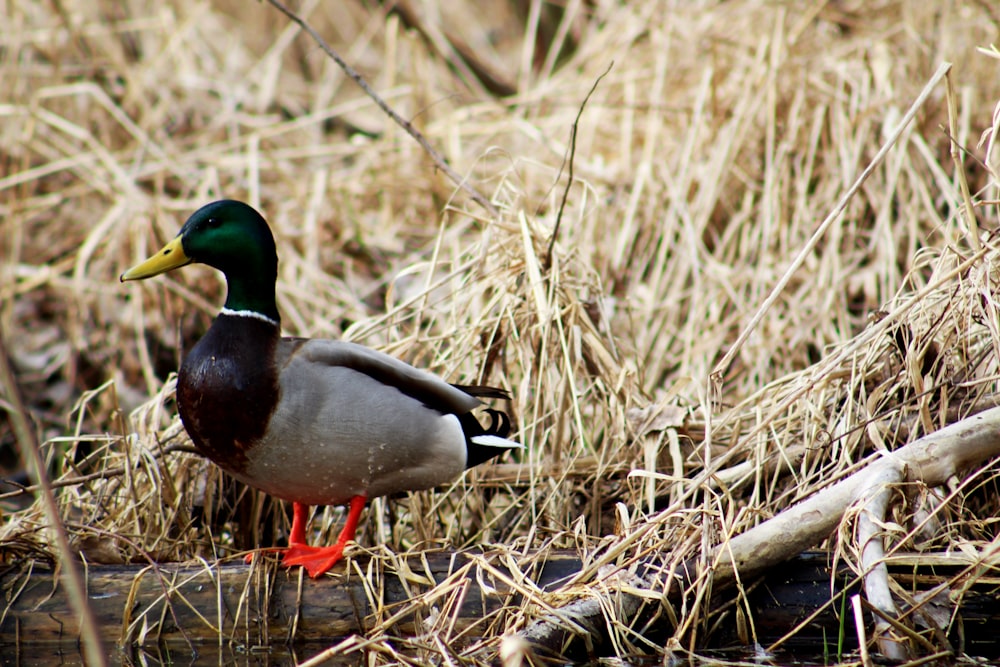 grey and green duck on grass