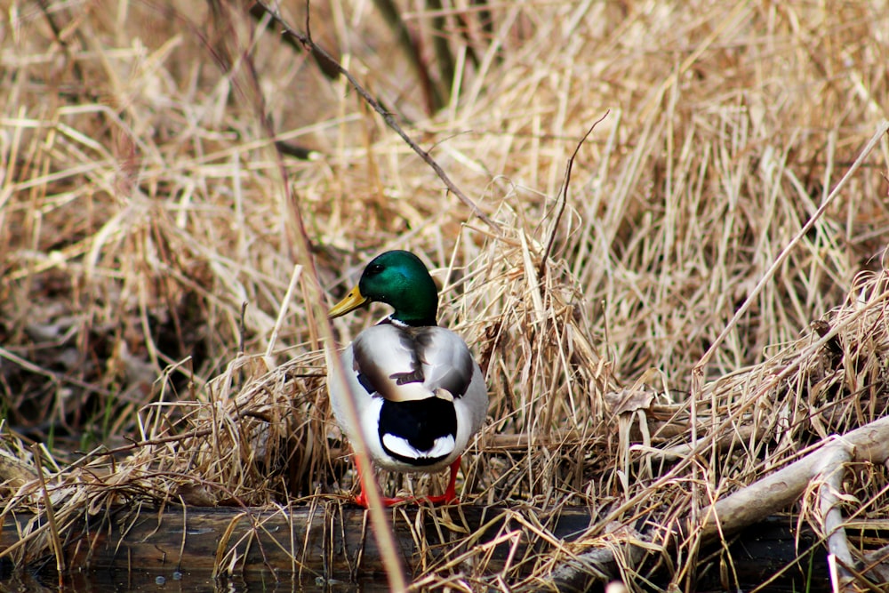 mallard duck photo