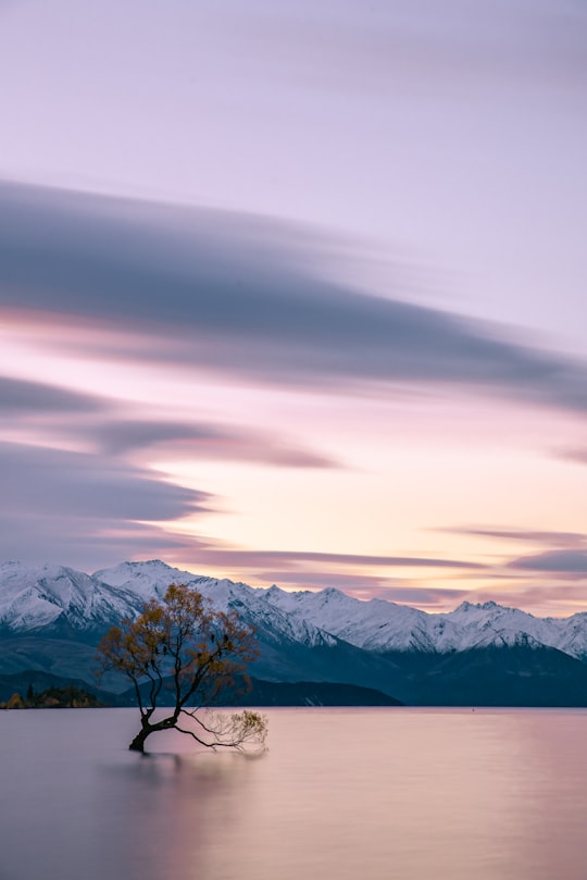 white tree in the middle of body of wter in Lake Wanaka New Zealand