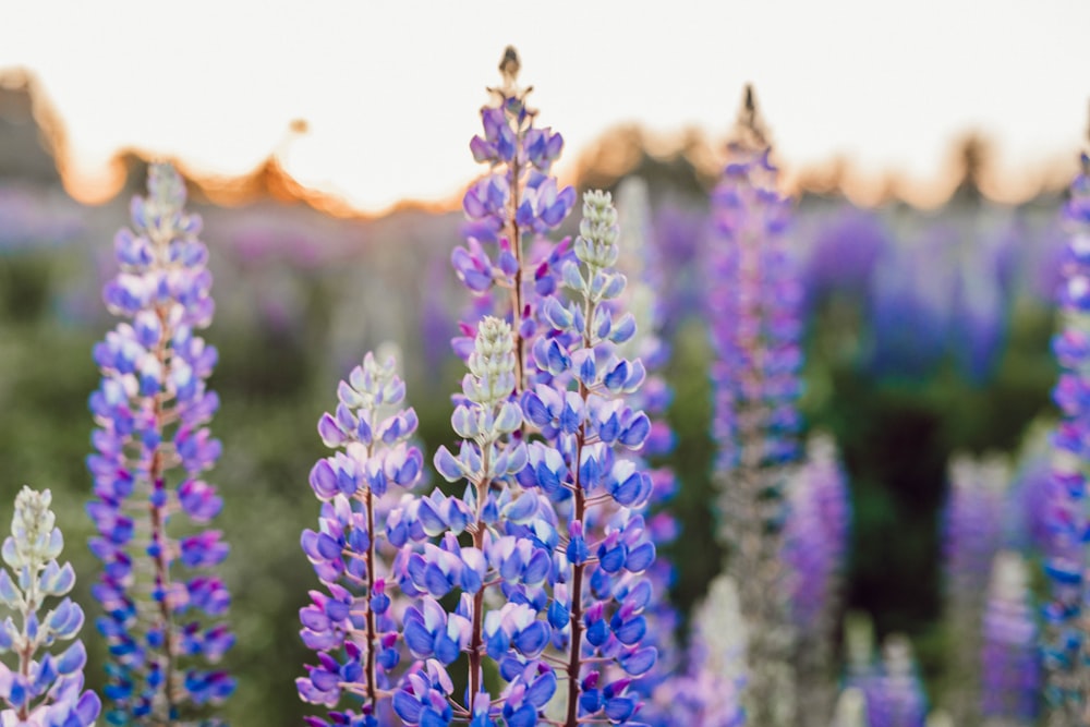 昼間の紫色の花びらの花