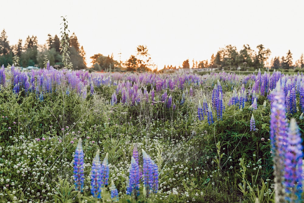 photo of purple petaled flowers