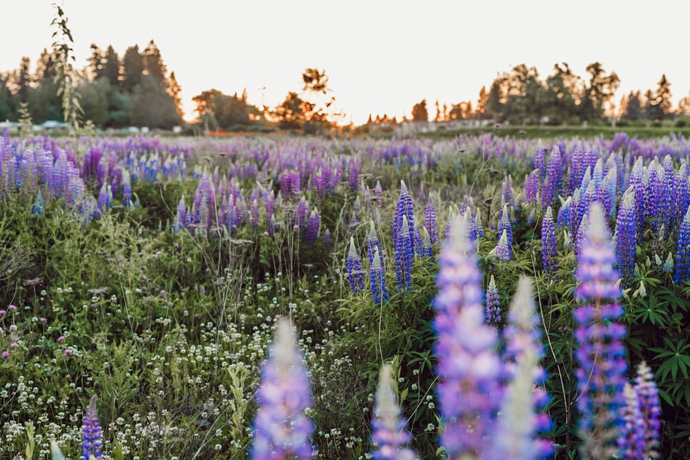 purple lavender meadow during daytime