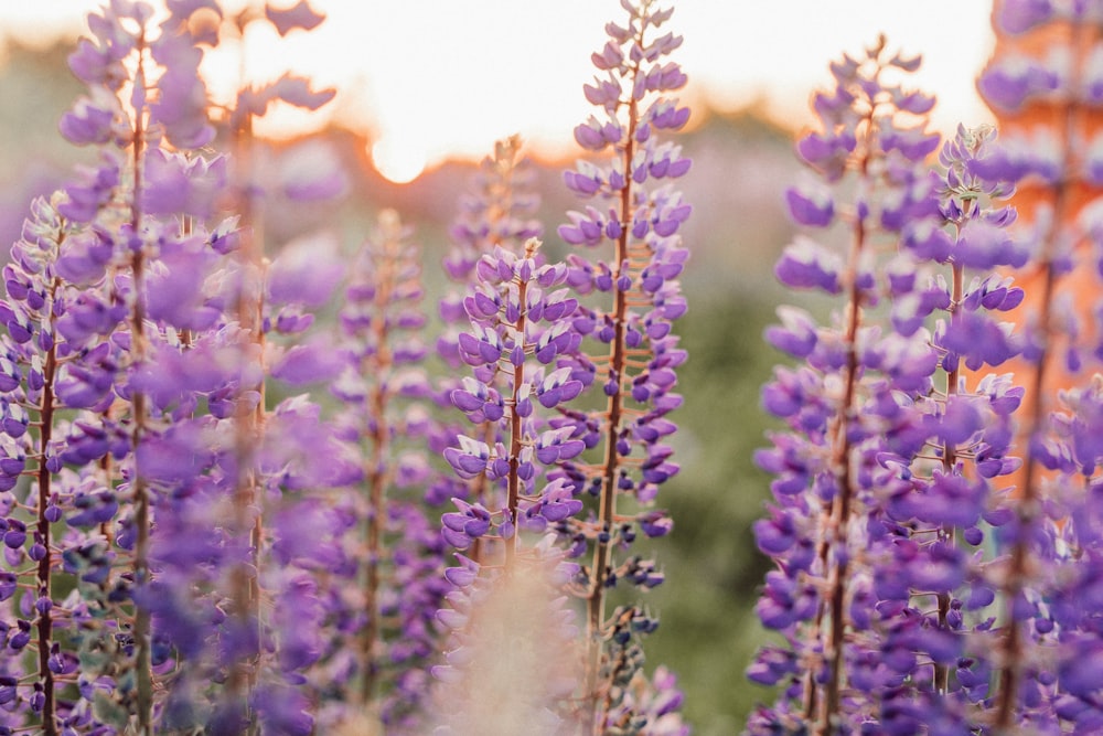 Nahaufnahme einer lila blättrigen Blume