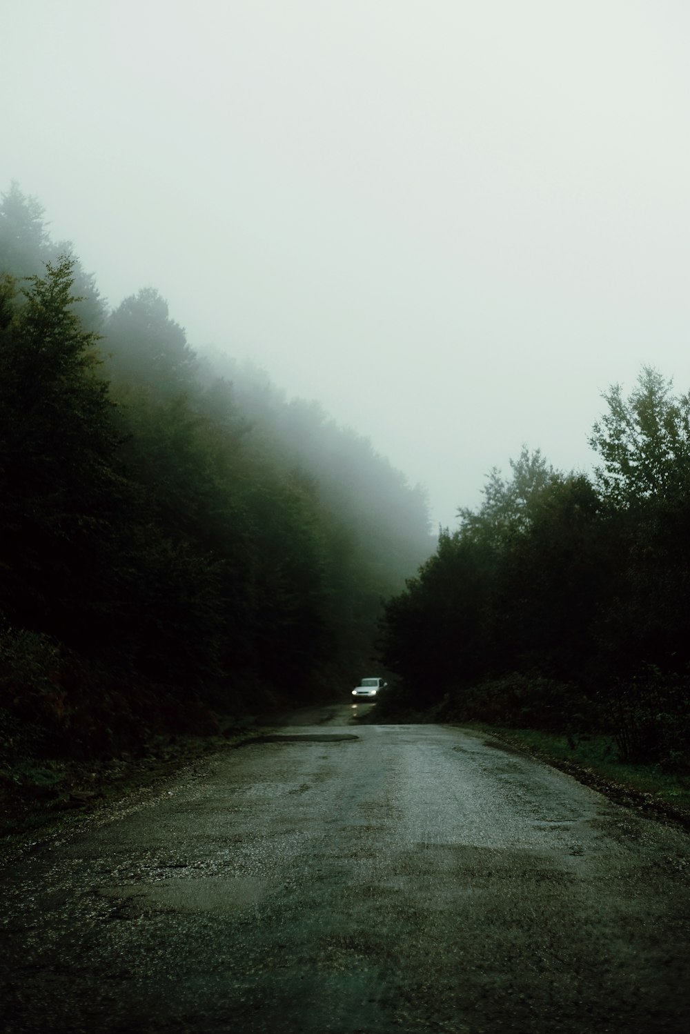 car on pathway surrounded by trees