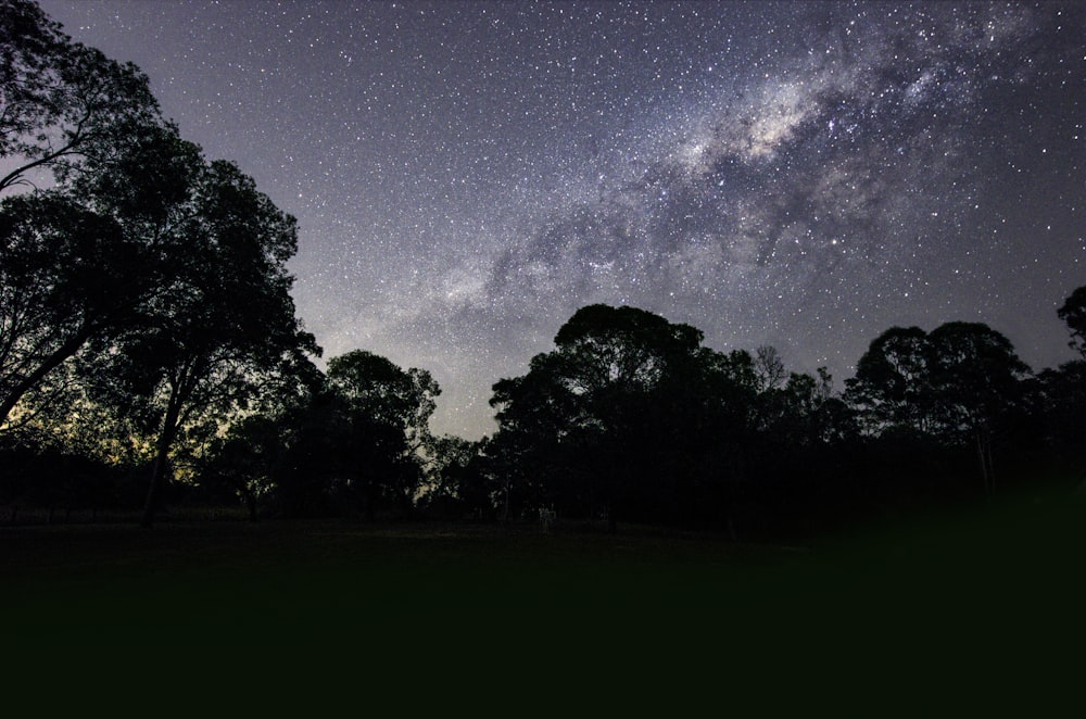 silhouette of trees under gray sky at nighttime