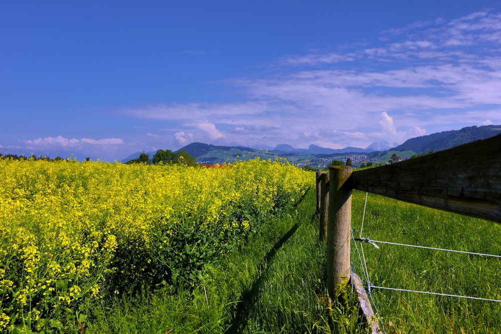 yellow flowers under blue sky