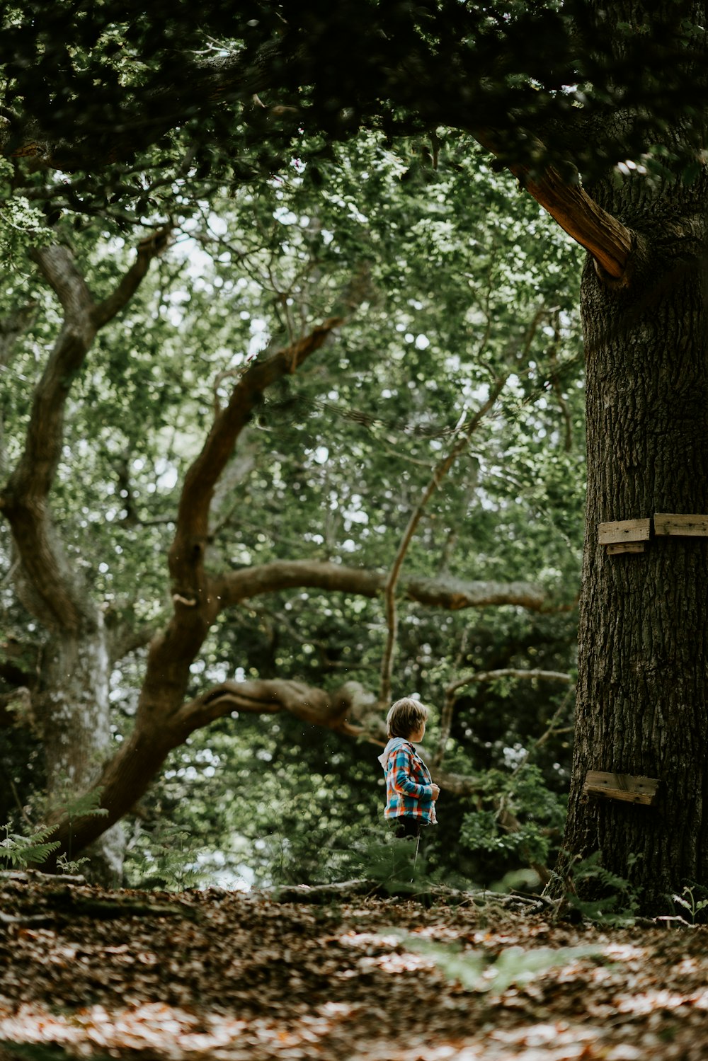 toddler in multicolored plaid shirt standing near tree