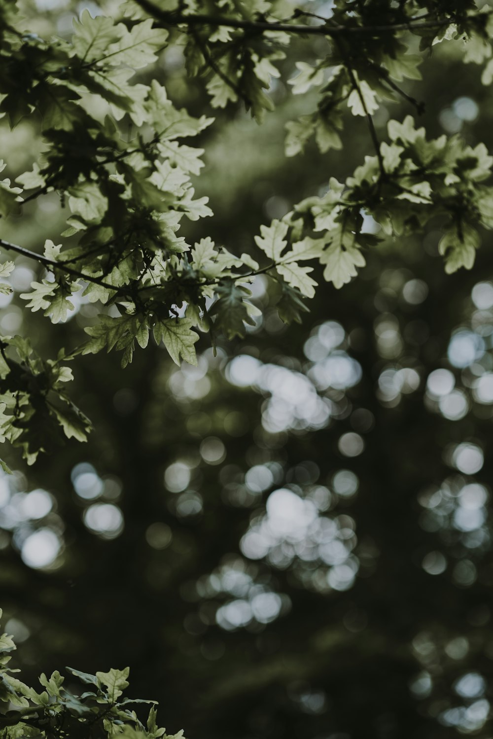 árbol de hojas verdes