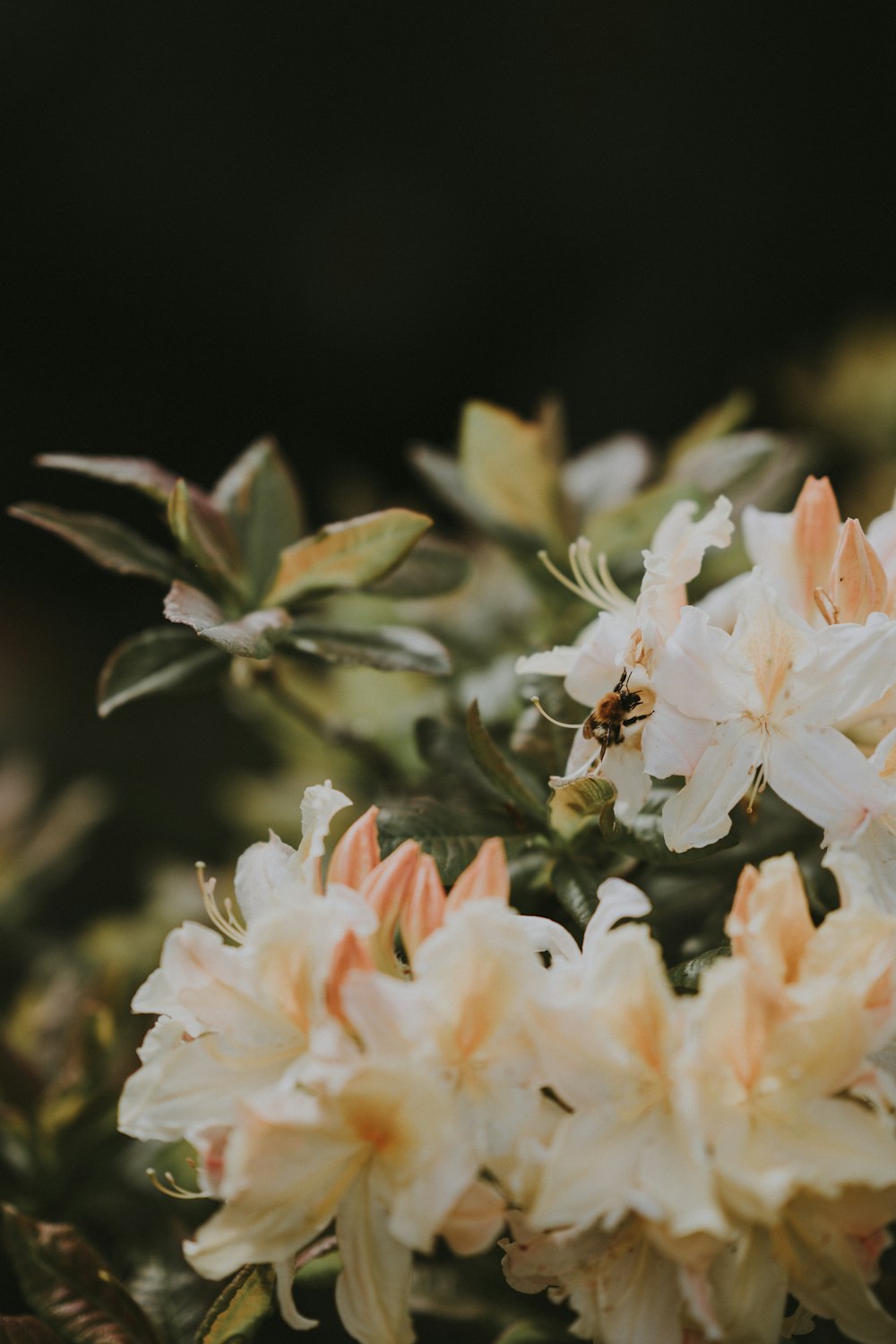 shallow focus photography of white flowrs