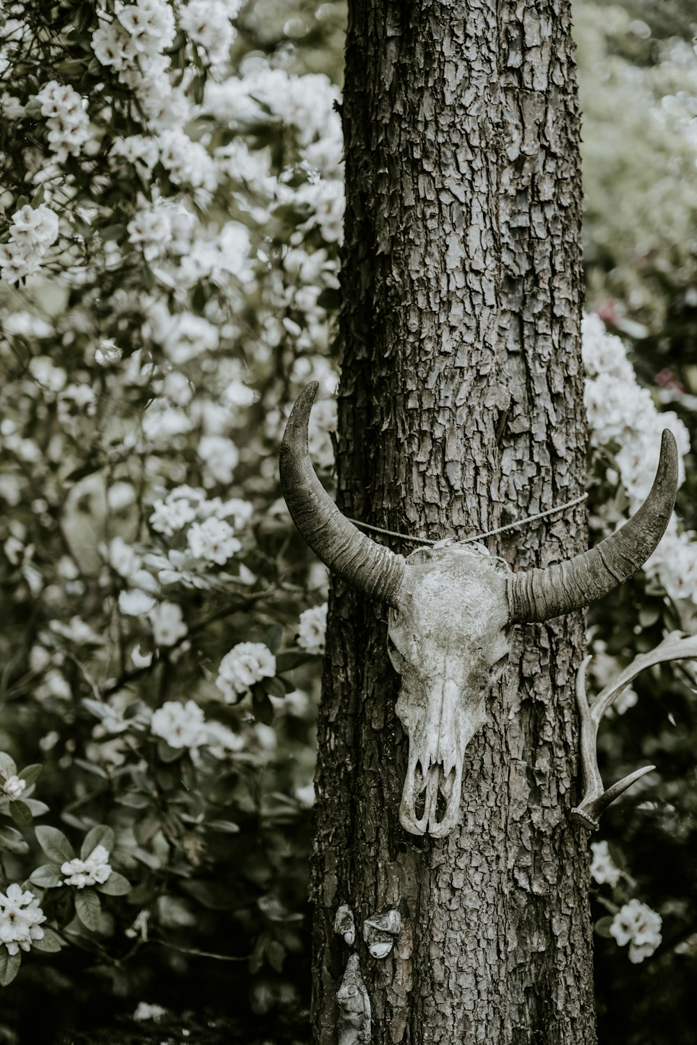 cráneo de toro colgado en un árbol